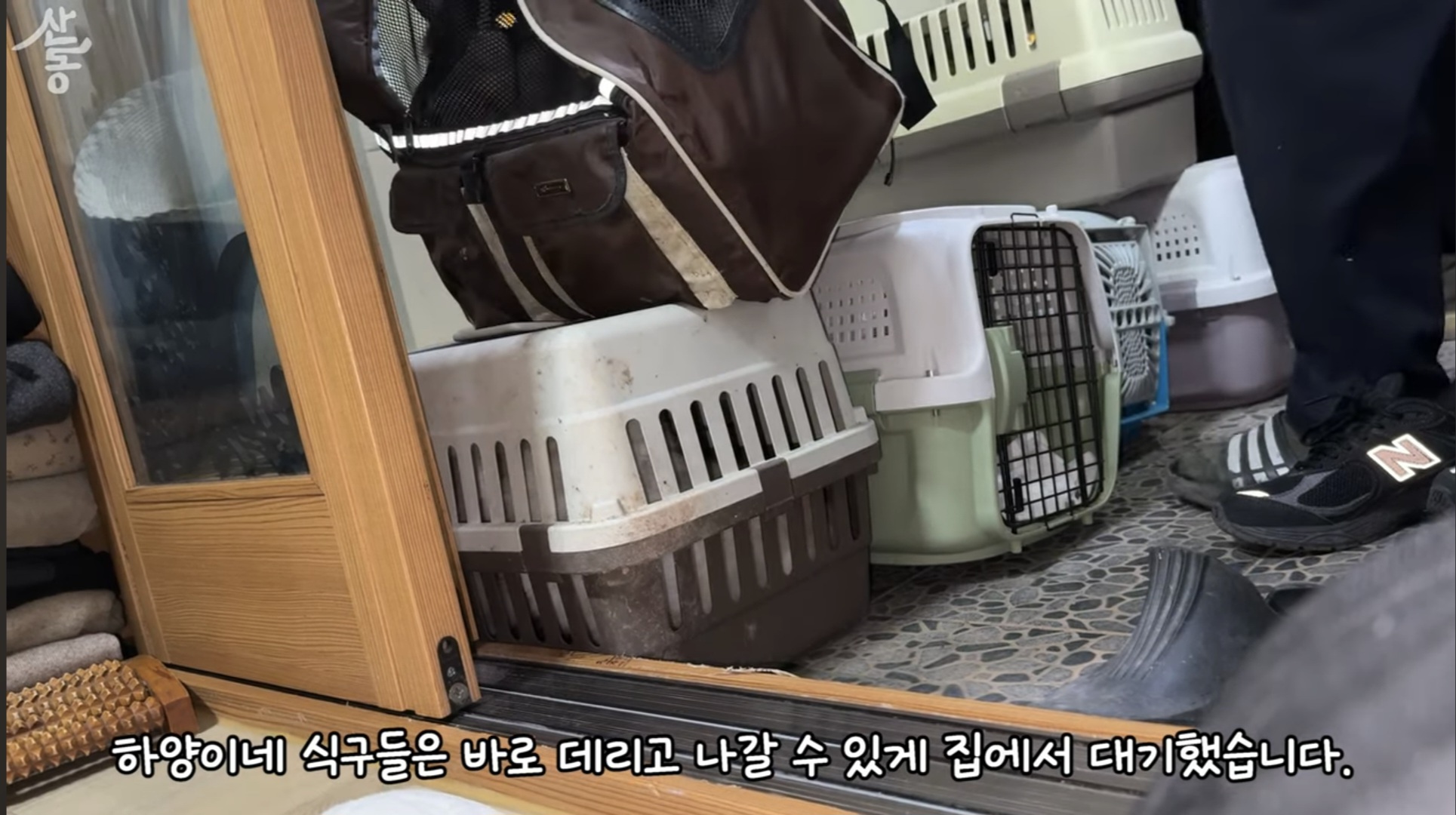 산불때문에 고양이 16마리와 대피한 유튜버 | 인스티즈