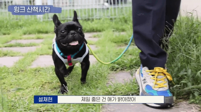교통사고난 유기견 입양한 설채현 수의사 그리고 윙크 근황😉 | 인스티즈