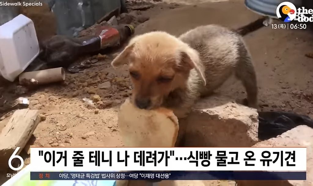 "이거 줄 테니 나 데려가"…식빵 물고 온 유기견 | 인스티즈
