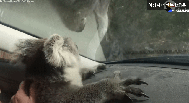 호주에서 더운 여름날에 차문을 열고 있으면 생기는 일.gif | 인스티즈