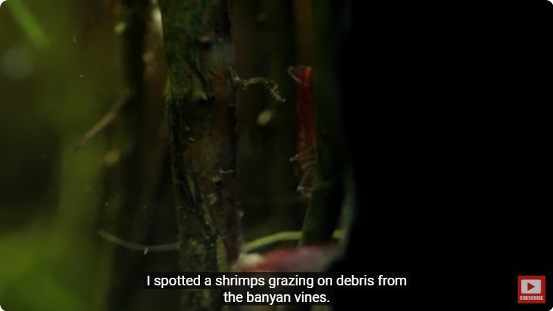 거대한 수조에 열대우림 환경을 조성해놓으면 생기는 일 - 4 | 인스티즈