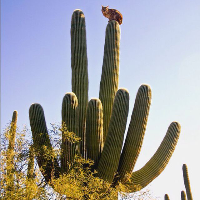 사막에 사는 고양이는 위험하면 선인장 꼭대기로 올라감 | 인스티즈