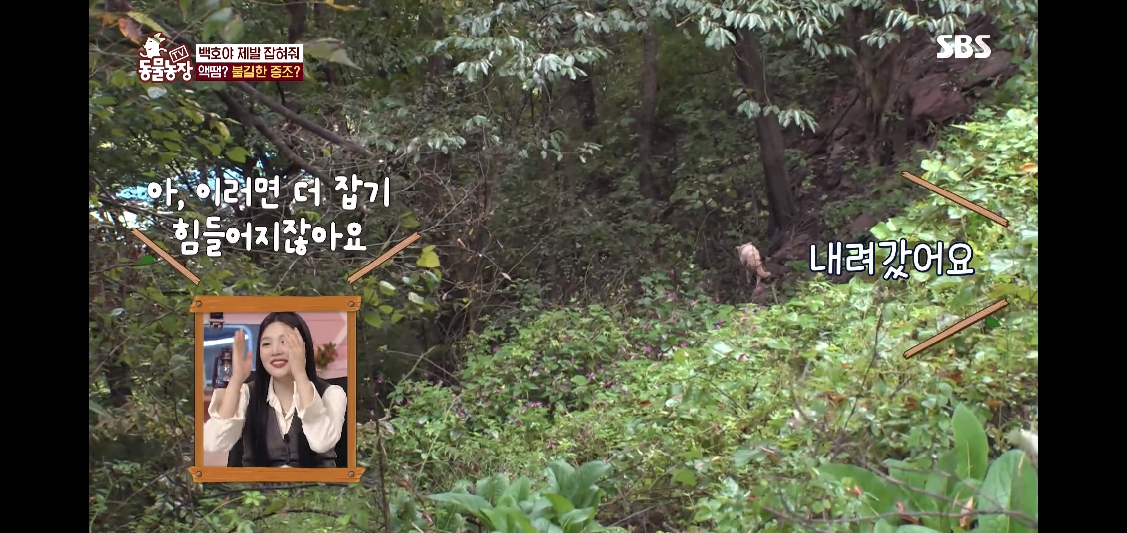 개가 너무 똑똑해서 역대급으로 구조 힘들었던 이번주 동물농장 방송.jpg | 인스티즈