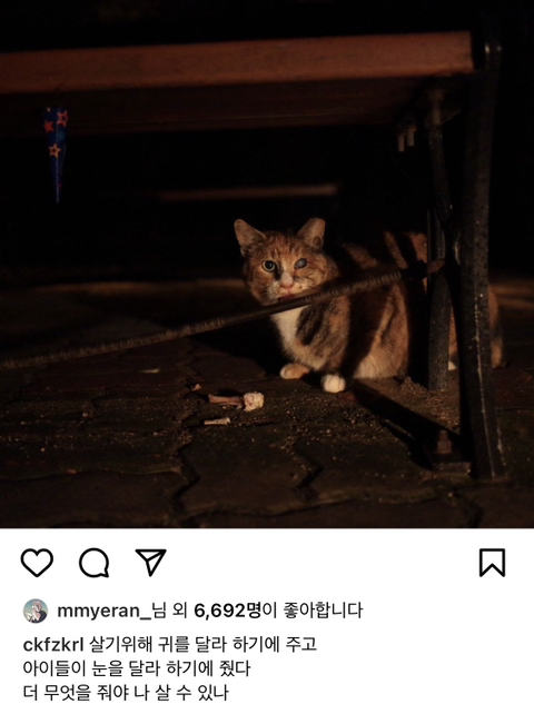 길에서 살아가는 고양이들 모습을 담은 인스타 | 인스티즈