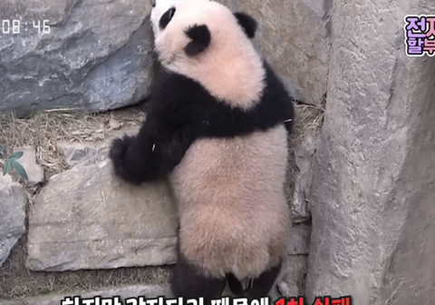 쌍둥이 판다 루이바오 후이바오 구별볍! | 인스티즈