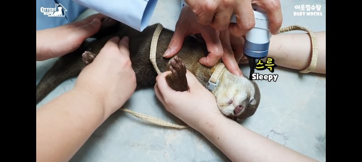의사 선생님 품이 너무 좋은 아기수달 (아기수달 생애 첫 건강검진) | 인스티즈