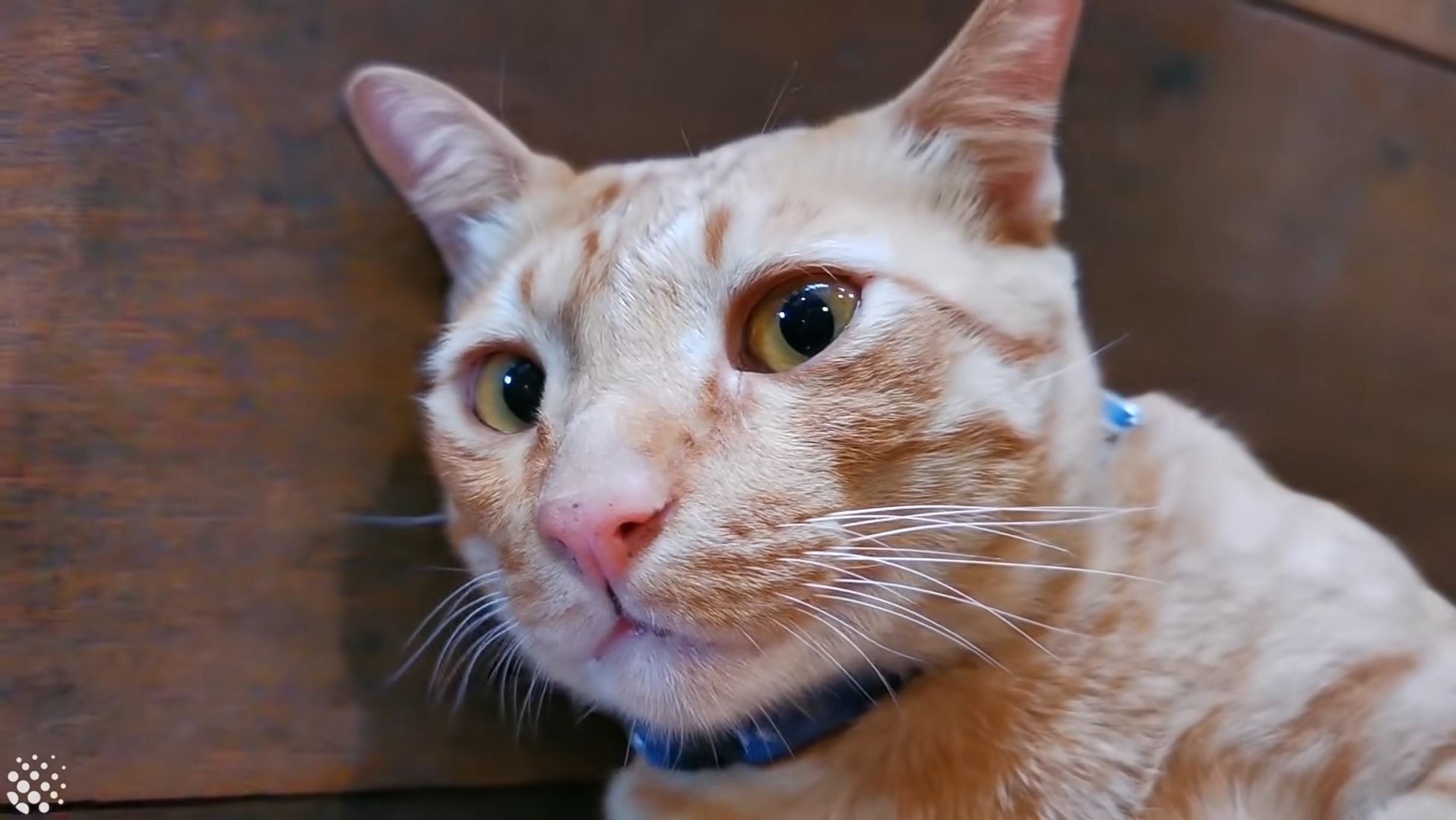 북적이는 식당 한가운데서 '드르렁' 자는 고양이🐈 | 인스티즈