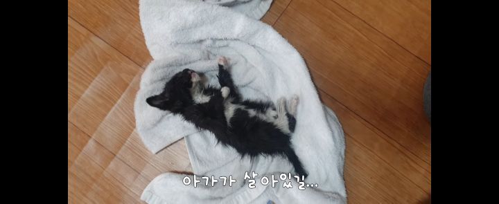 얼어죽어있던 아기고양이를 녹였더니.. | 인스티즈