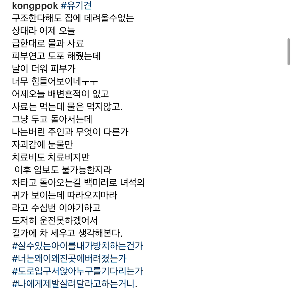 기적에 기적이 이어진 강아지 요미의 이야기 | 인스티즈