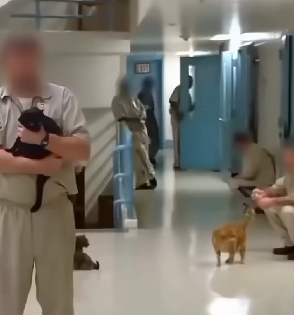 교도소에 고양이 70마리를 풀어놓았더니... | 인스티즈