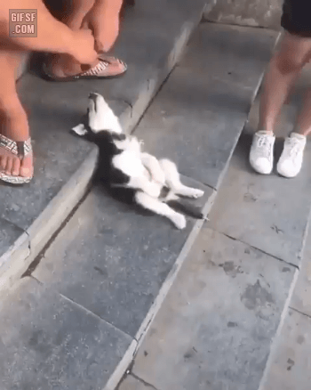 숙면 중인 댕댕 | 인스티즈