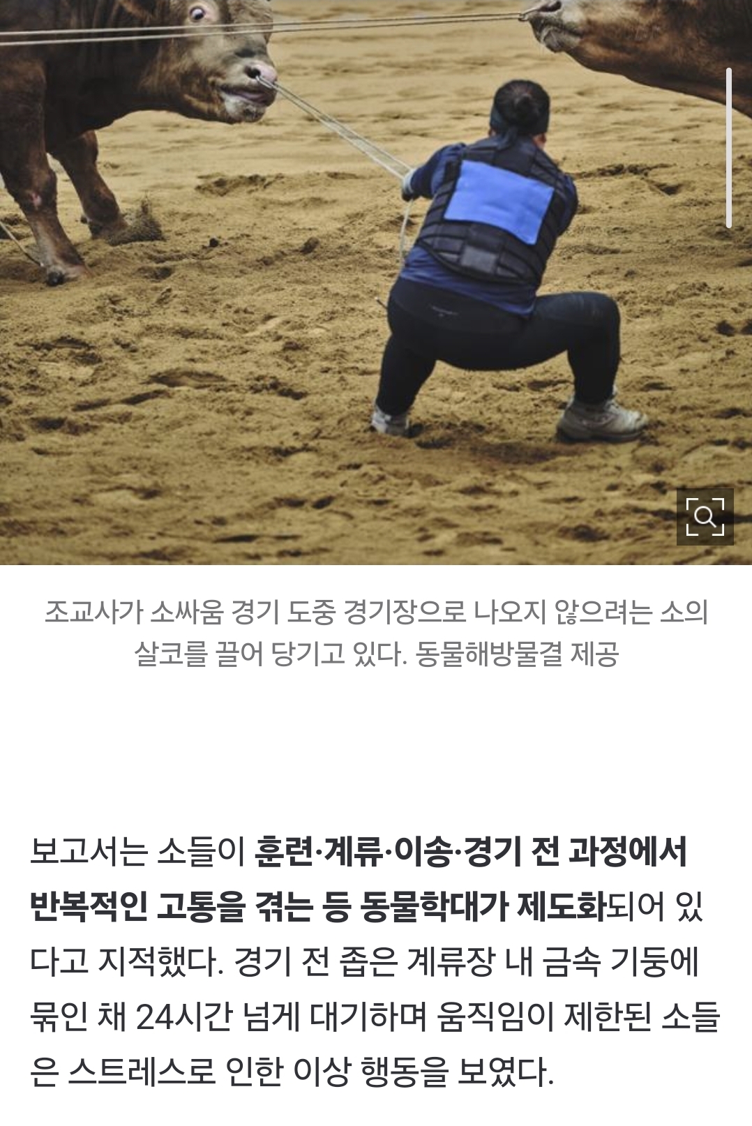 싸우기 싫은 소, 코뚜레로 끌어내고 채찍질···피와 침 흘릴 때까지 '학대' [영상] | 인스티즈