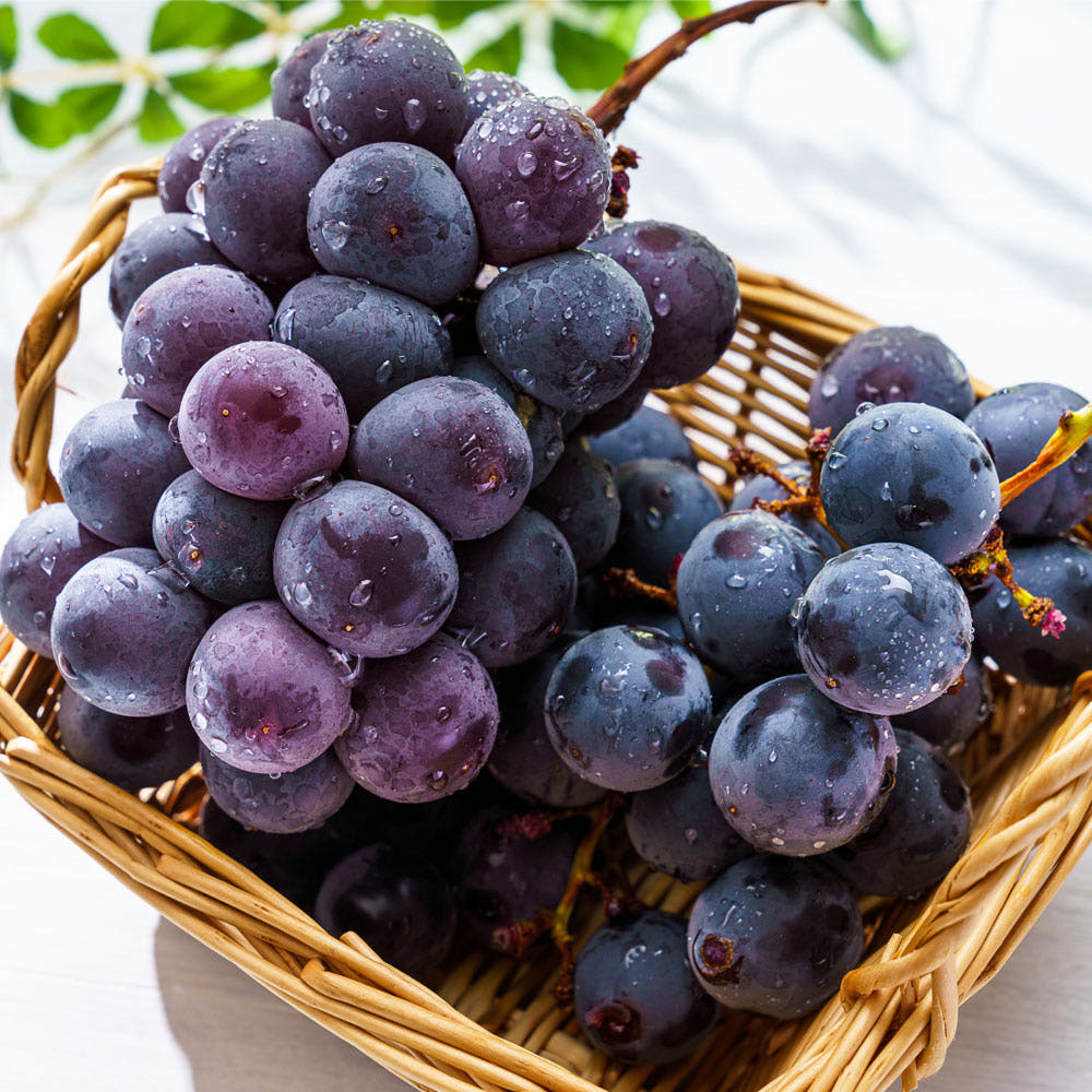 샤인머스켓으로 농가들이 다 갈아타서 더 소중해진 과일 | 인스티즈