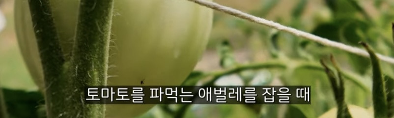 이중언어 (🇰🇷🇺🇸)로 키우면 겪는 현실적인 문제점 | 인스티즈