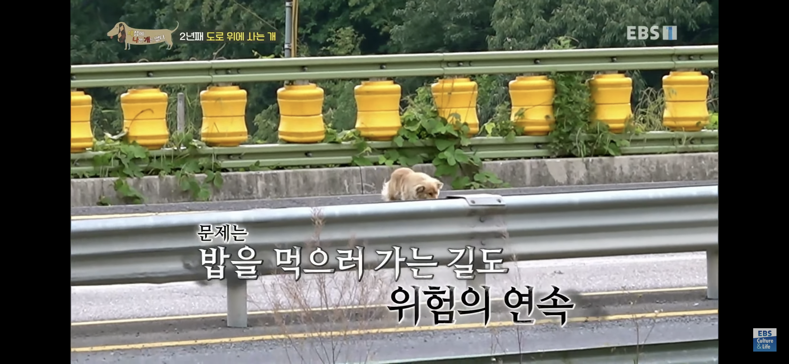 2년동안 도로 위에서 위험하게 생활했던 유기견 마루 | 인스티즈