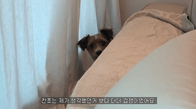 유기견 입양전후 변화. 겁많은 강아지의 100일간 브이로그 | 인스티즈