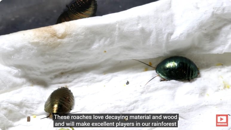 거대한 수조에 열대우림 환경을 조성해놓으면 생기는 일 - 2 | 인스티즈