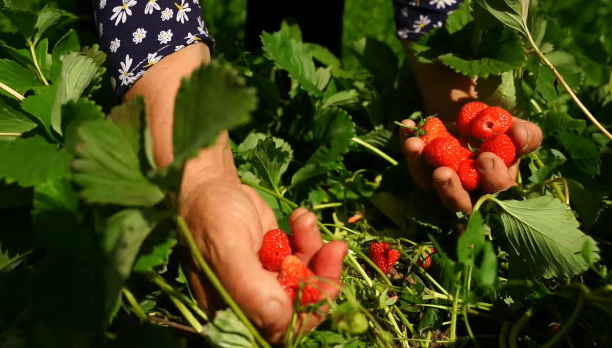요즘 유튜브에서 은근히 인기 많다는 외국 시골 브이로그...jpg | 인스티즈
