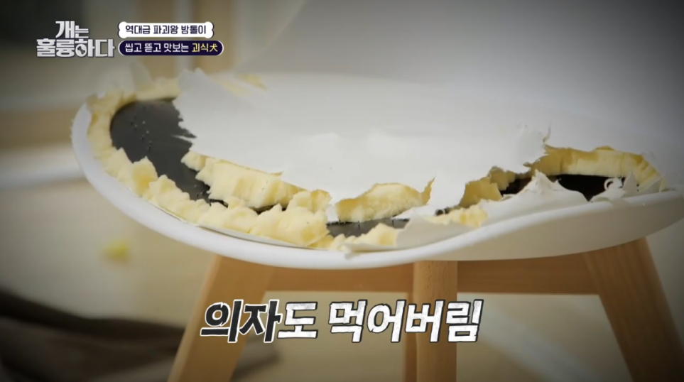 이번주 개는 훌륭하다에서 나온 6개월만에 소파를 다 물어뜯어 먹어버린 강쥐 | 인스티즈