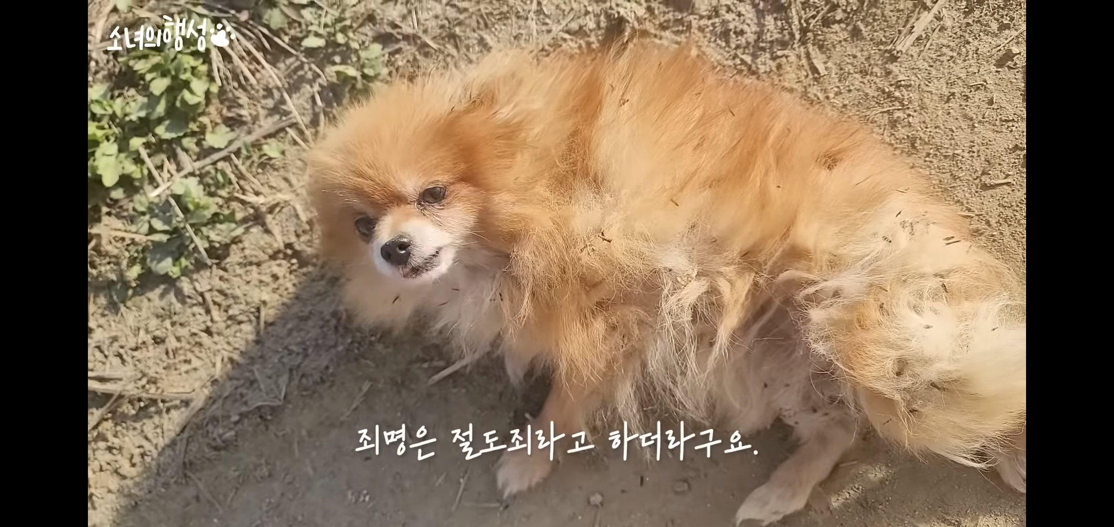 번식장에서 강아지 구조 후 치료했더니 절도죄로 고소당한 유튜버.jpg | 인스티즈