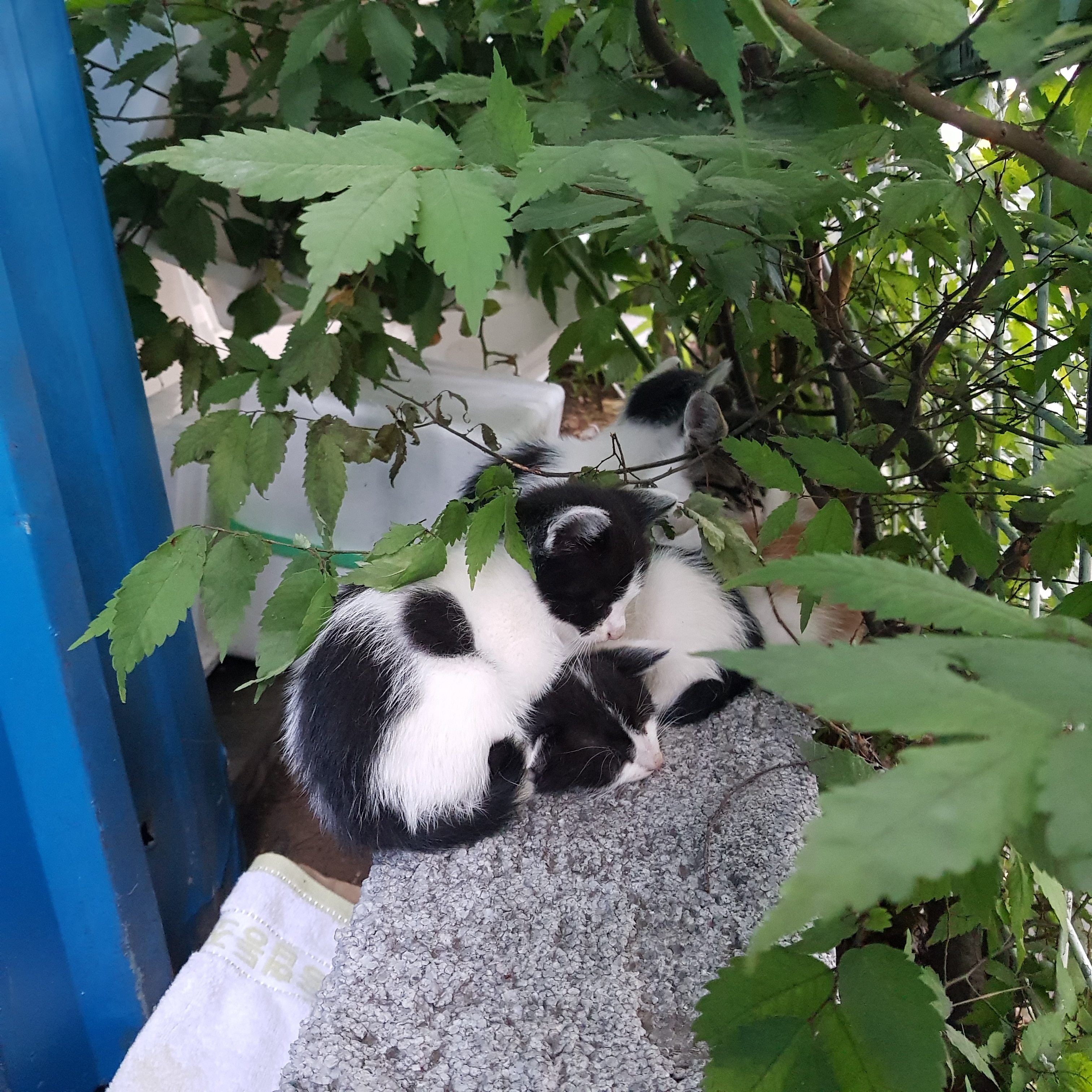 애기 길냥 얘 이러고 자는데...? 어케...? () | 인스티즈