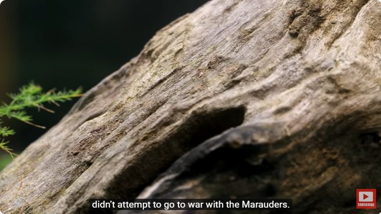 거대한 수조에 열대우림 환경을 조성해놓으면 생기는 일 - 2 | 인스티즈