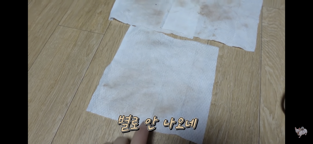 털이 없는 스핑크스는 키우기 편할까? (위생주의) | 인스티즈