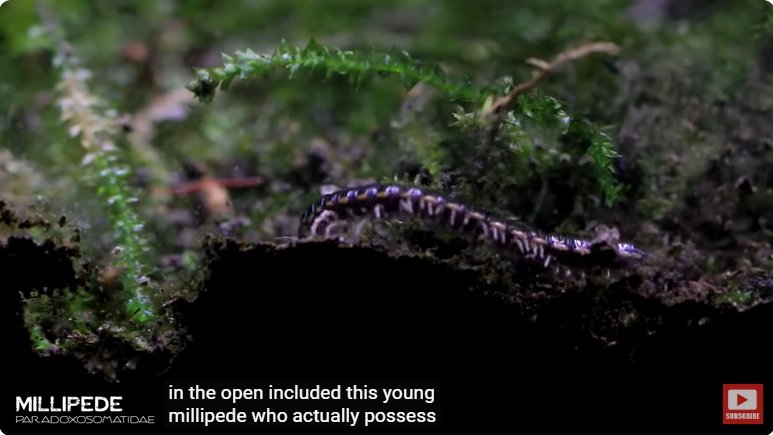 거대한 수조에 열대우림 환경을 조성해놓으면 생기는 일 - 3 | 인스티즈