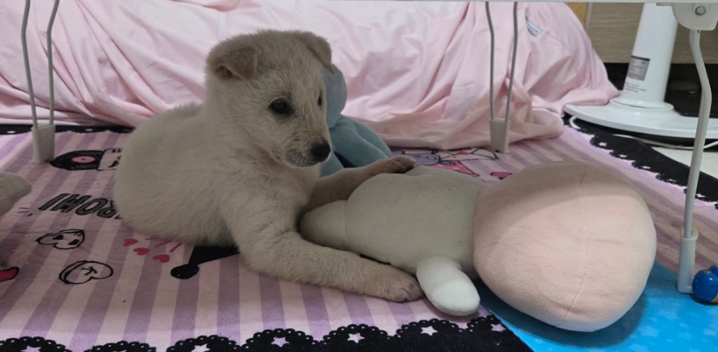 (입양홍보) 입양 무산 2번, 바미의 가족이 되어줘!💖 | 인스티즈