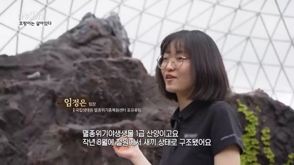 '절멸'의 '한국 호랑이'. 🐅 그 100년간의 이야기. -마지막- | 인스티즈