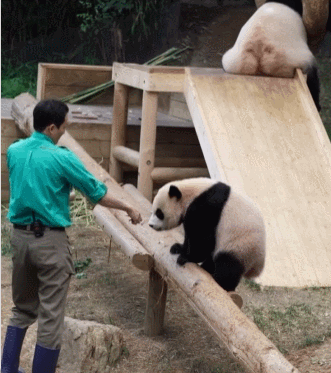 후이바오🐼 킹받게 놀리는 송바오 | 인스티즈