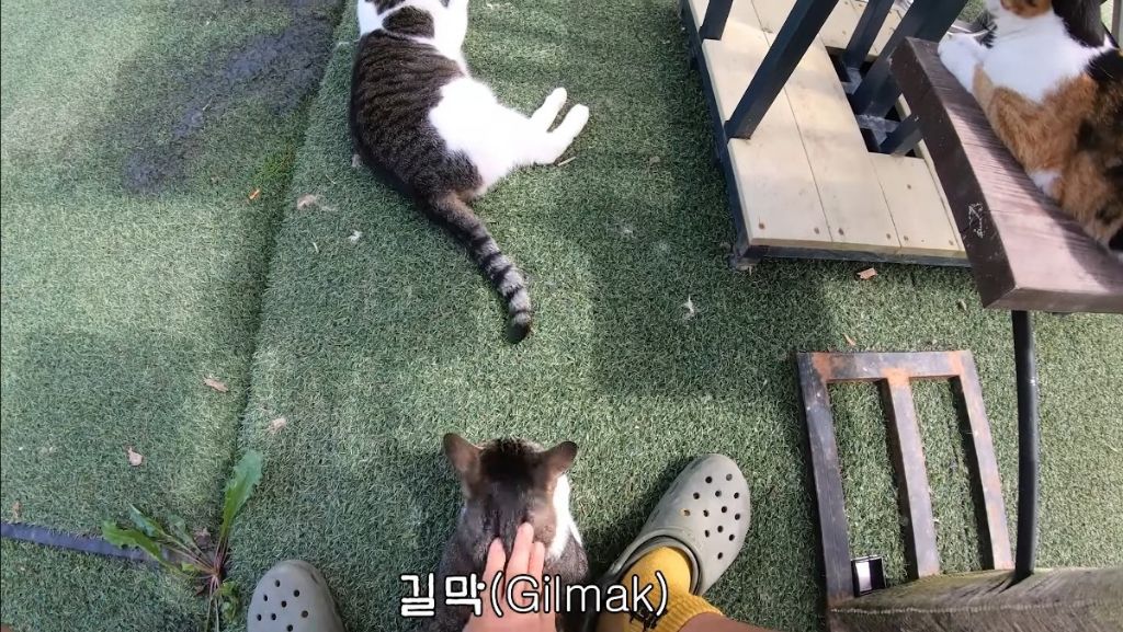 [hahaha] 고양이들은 꼬리 만지는 것을 좋아하지 않는다 | 인스티즈