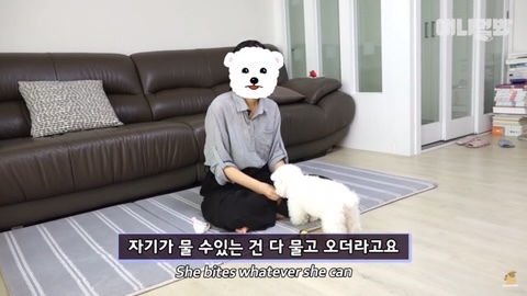 돌멩이를 물고 다니는 강아지 | 인스티즈