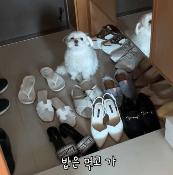 현관을 못 벗어나는 집돌이 강아지.gif | 인스티즈
