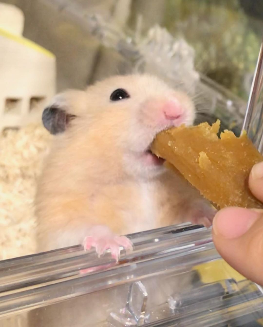 고구마말랭이 맛에 당황한 햄스터 | 인스티즈
