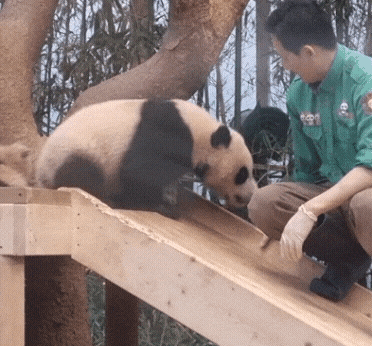 후이바오🐼 킹받게 놀리는 송바오 | 인스티즈