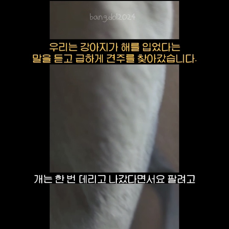 [입양홍보] 개장수에게 팔렸다 되찾아온 방치견 진순이·진돌이, 평생 가족을 찾아요! (부산/울산/전국) | 인스티즈