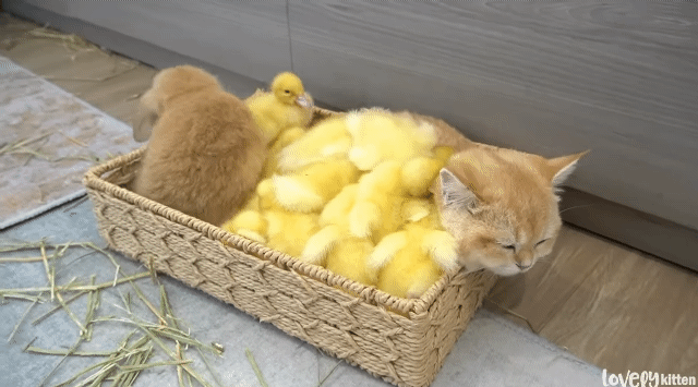 한 바구니 안에 고양이, 오리, 토끼가 포옥 파묻혀 있음 | 인스티즈