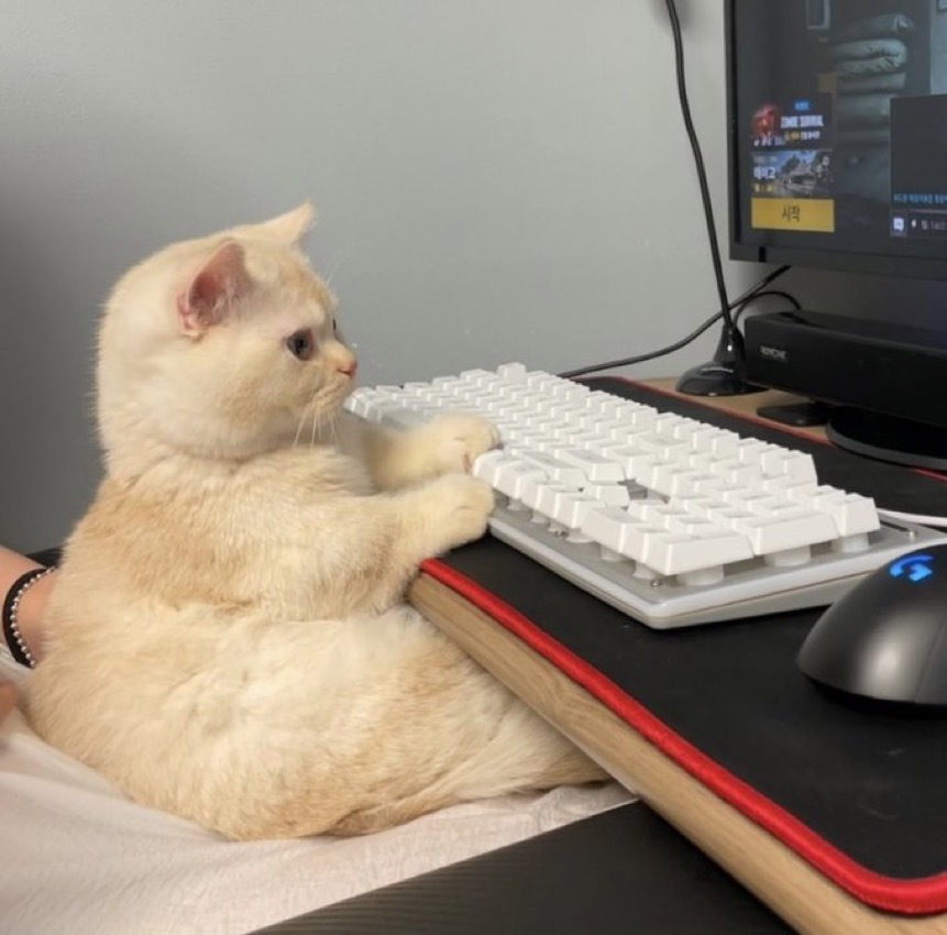 토요일의 고양이를 좋아하세요? | 인스티즈