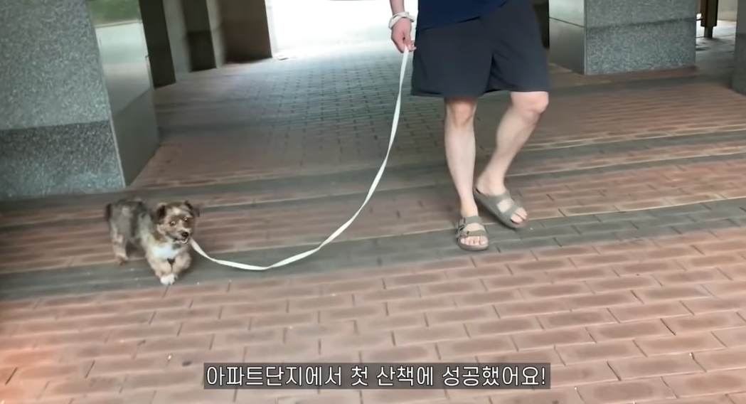 유기견 입양전후 변화. 겁많은 강아지의 100일간 브이로그 | 인스티즈