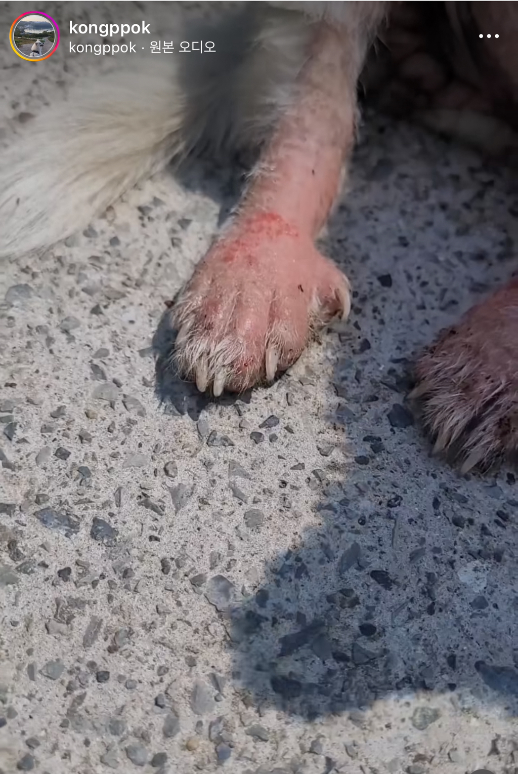 기적에 기적이 이어진 강아지 요미의 이야기 | 인스티즈