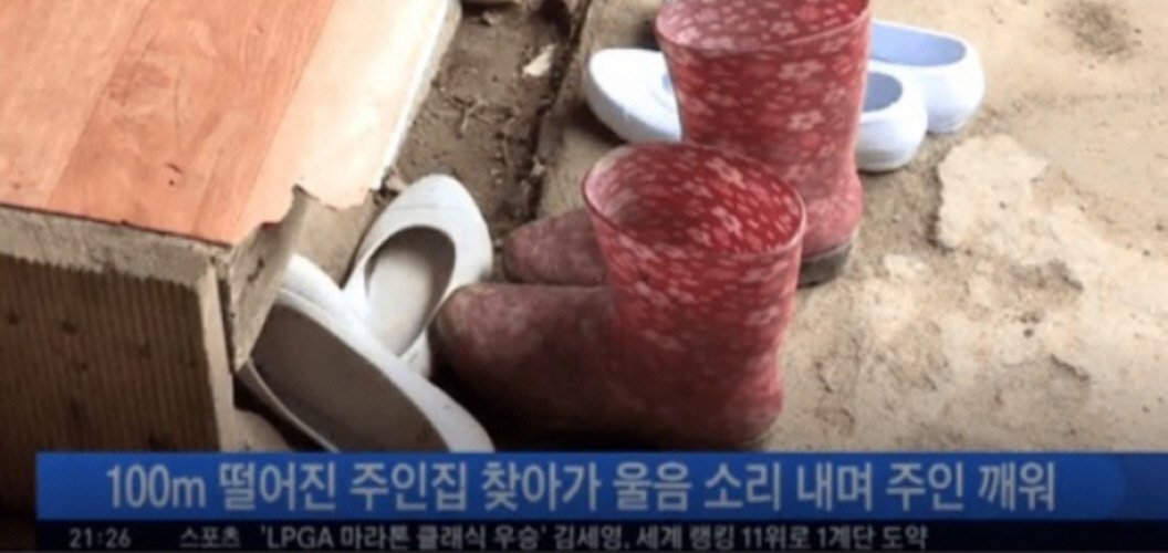 소가 이미지