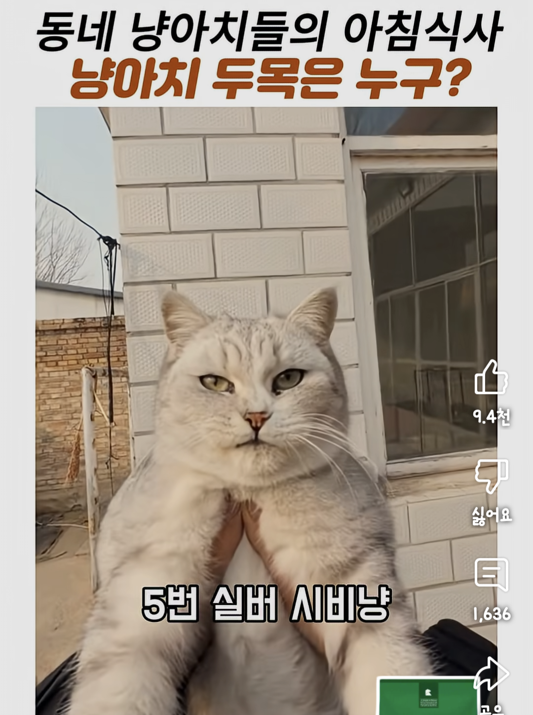 동네 냥아치들의 아침식사. 냥아치 두목은 누구? | 인스티즈