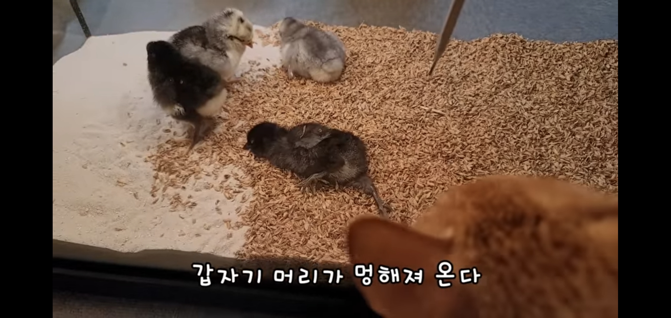 오늘자 폭력적이고 불쌍한 영상 올린 유튜버 매탈남.jpg | 인스티즈