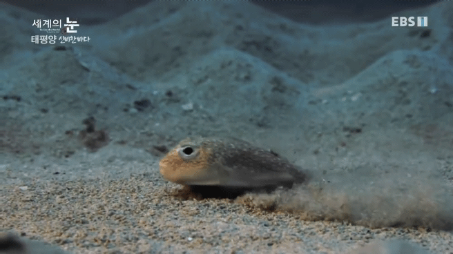 정말 흥미로운 과학자들이 12년만에 밝혀낸 바다속 신비한 문양의 비밀.jpgif | 인스티즈