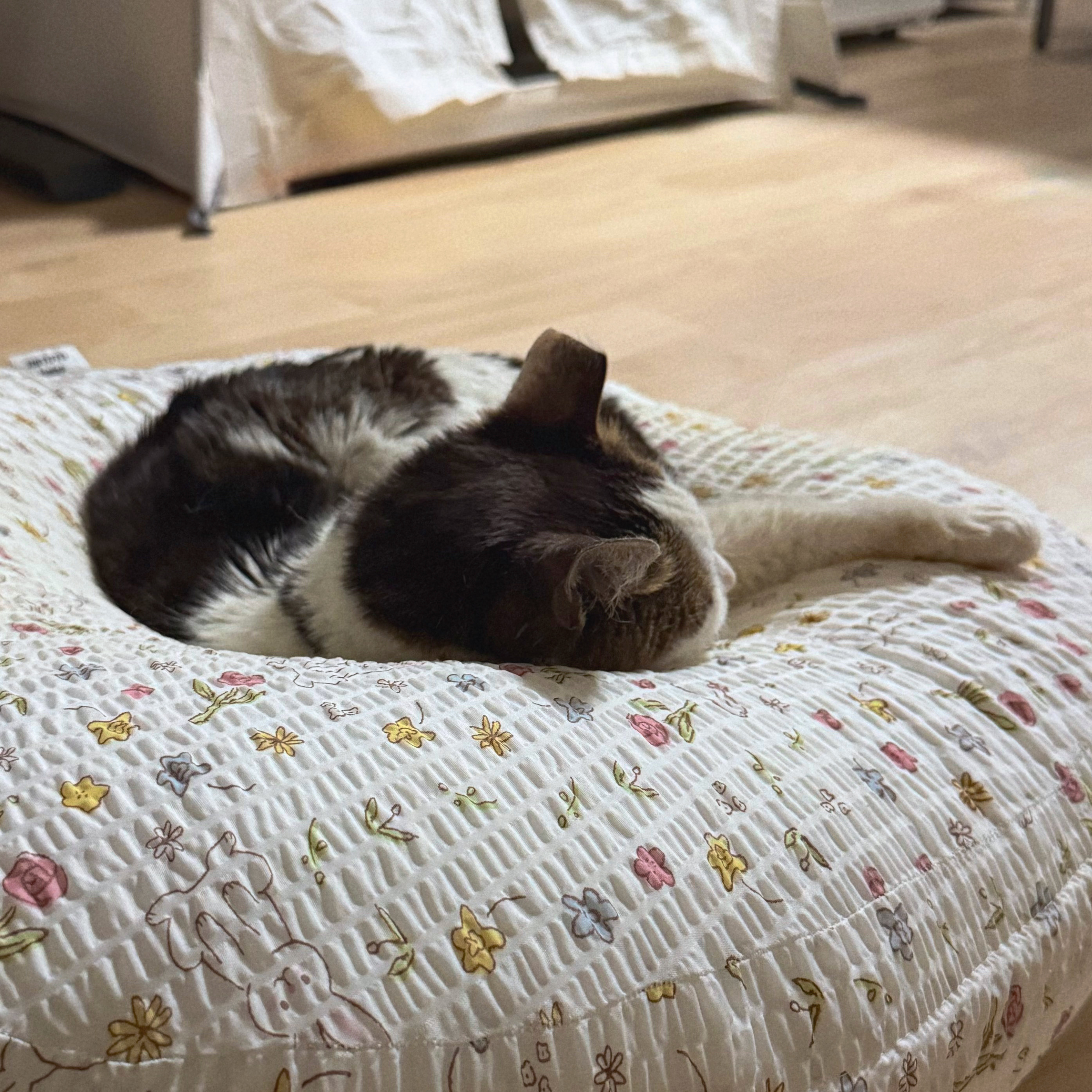 [입양홍보] 성묘 입양을 초보 집사에게 매우 추천합니다 | 인스티즈