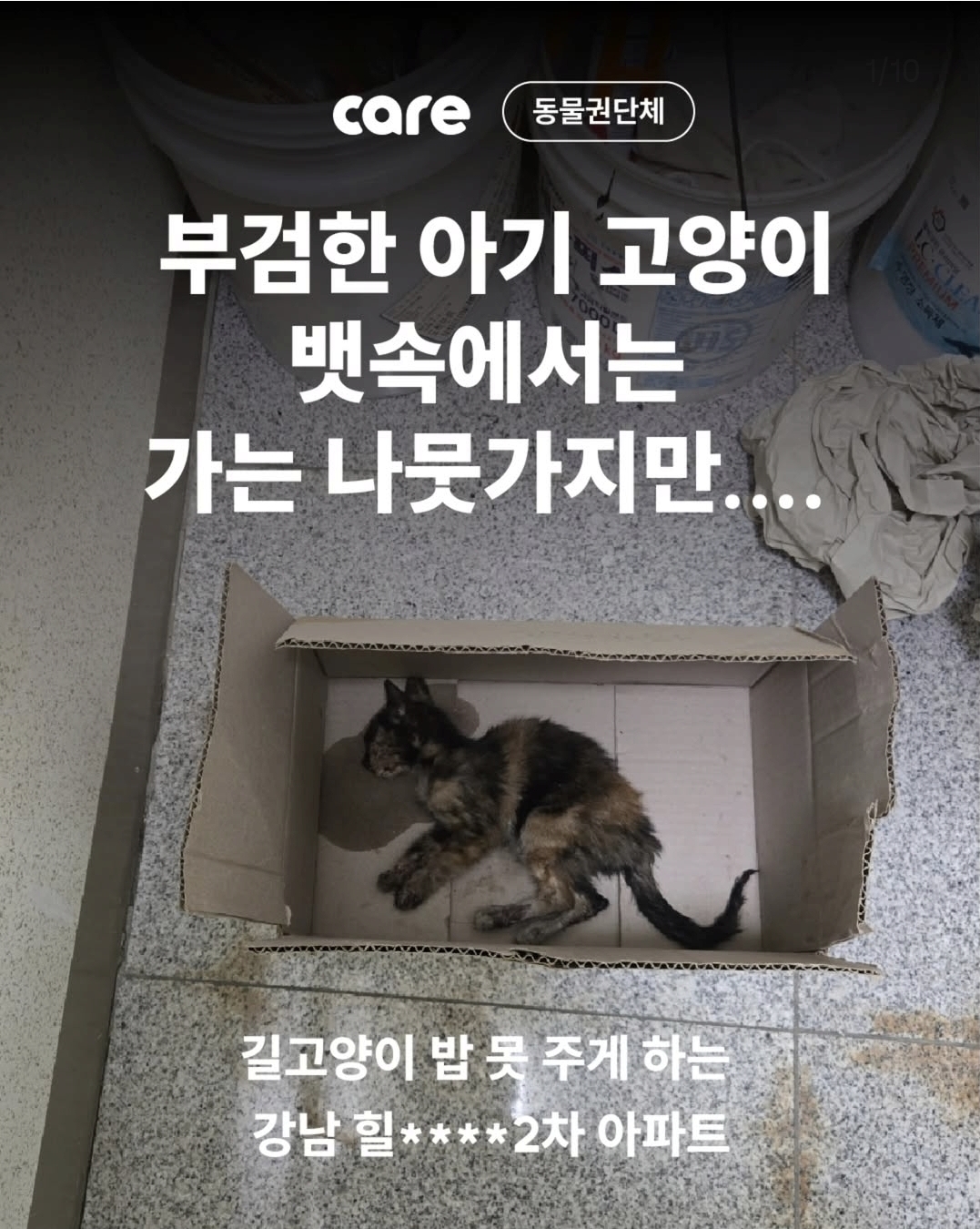 부검한 아기 길고양이 뱃속에는 가는 나뭇가지만.. | 인스티즈
