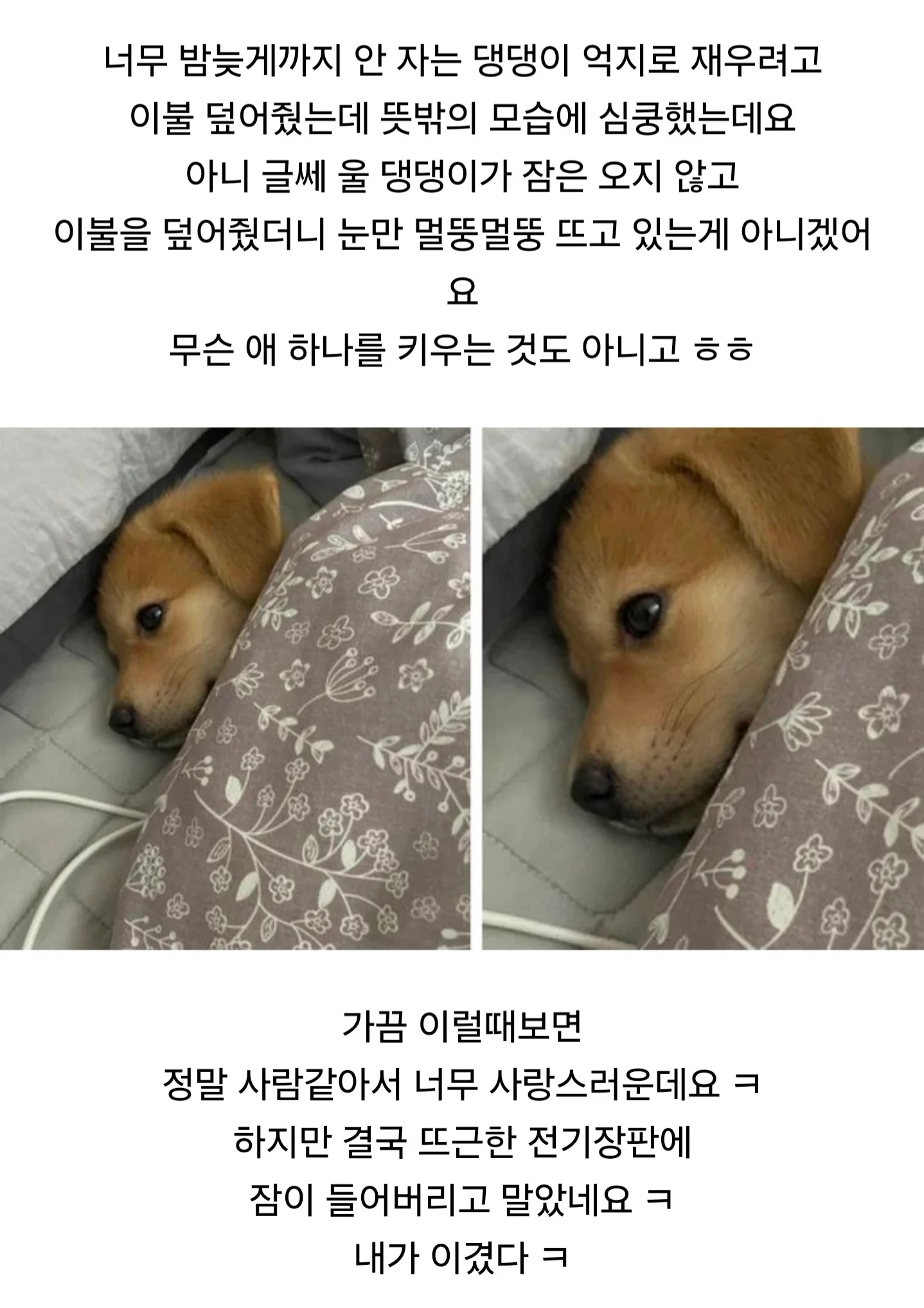 잠 안오는데 억지로 이불 덮여서 강아지 재우려 했더니 멀뚱멀뚱 눈 뜨고 있어요 | 인스티즈