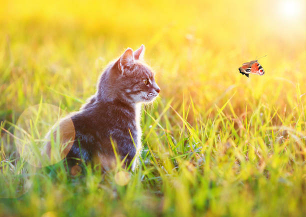 우리나라는 왜 고양이를 "나비야~"라고 부르게 됐을까 | 인스티즈
