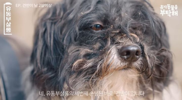 강쥐 건반이의 미용 전/후.jpg | 인스티즈